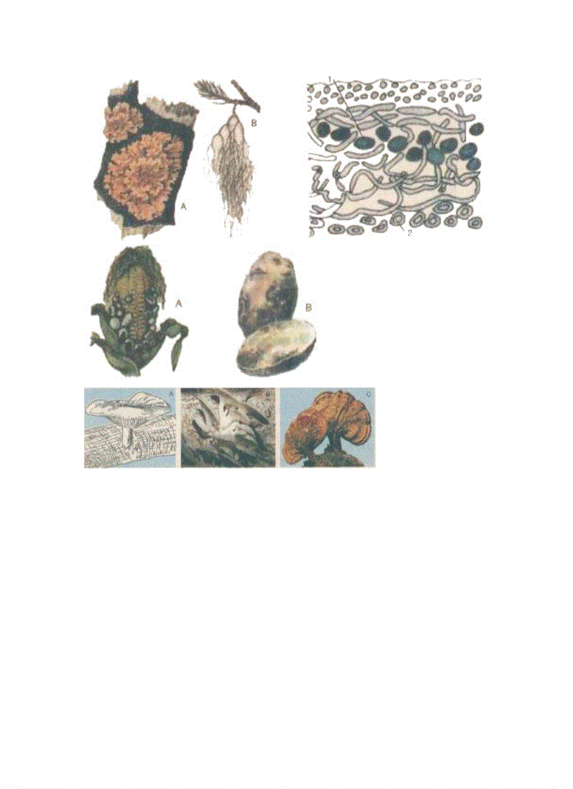 image for page Ảnh trong sinh học 6