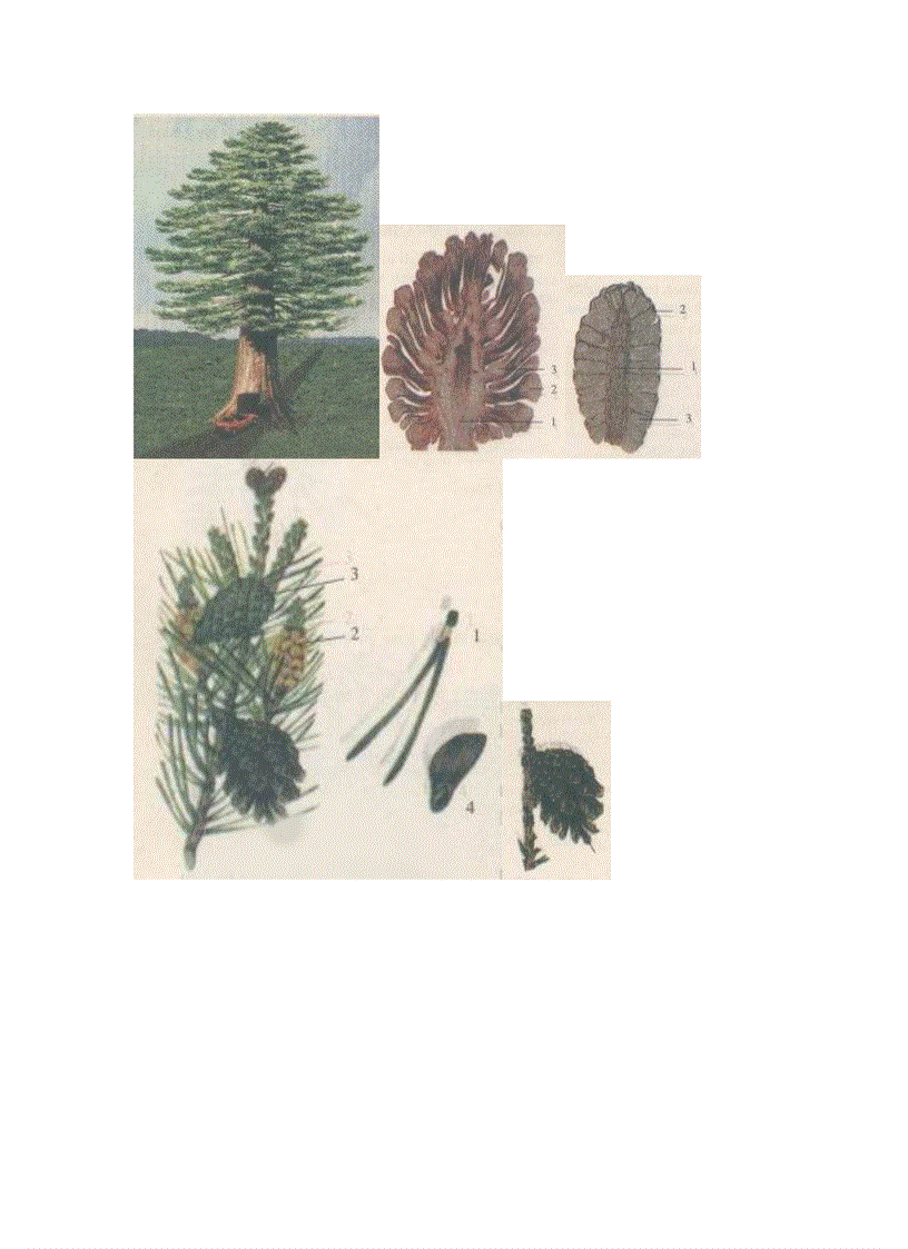 image for page Ảnh trong sinh học 6