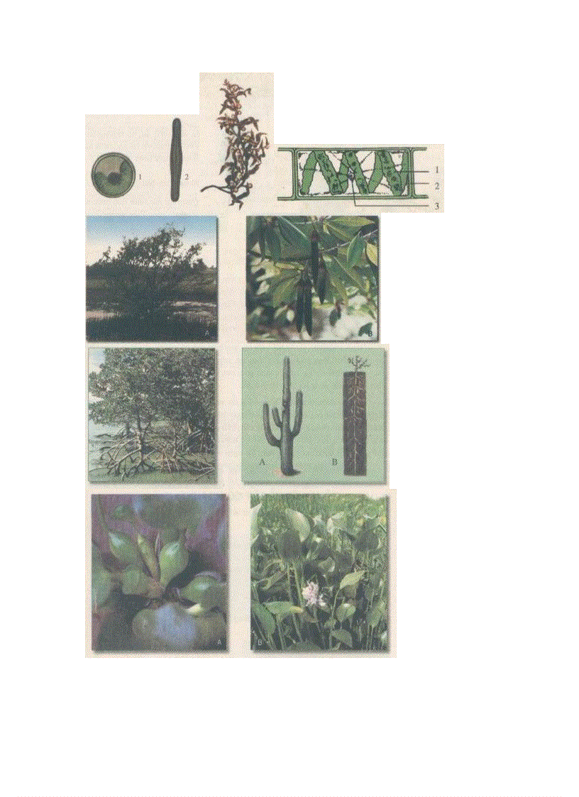 image for page Ảnh trong sinh học 6