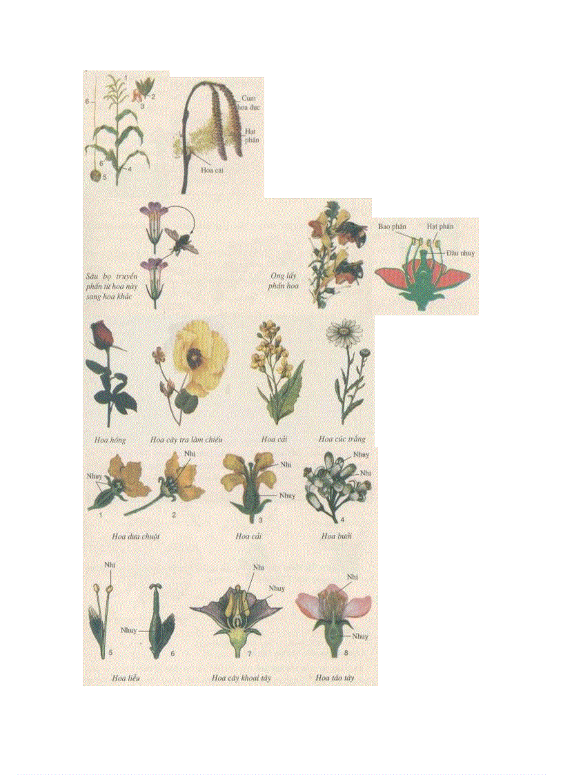 image for page Ảnh trong sinh học 6