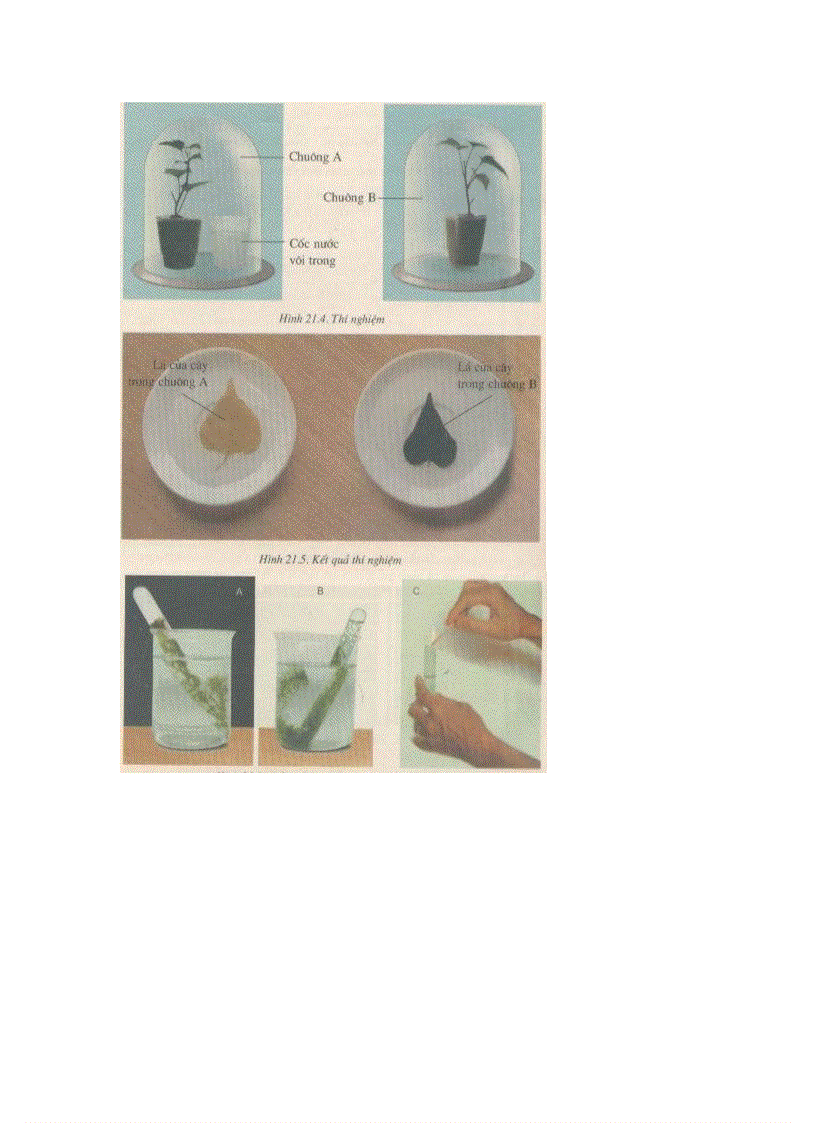 image for page Ảnh trong sinh học 6