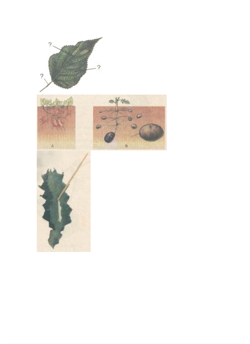 image for page Ảnh trong sinh học 6