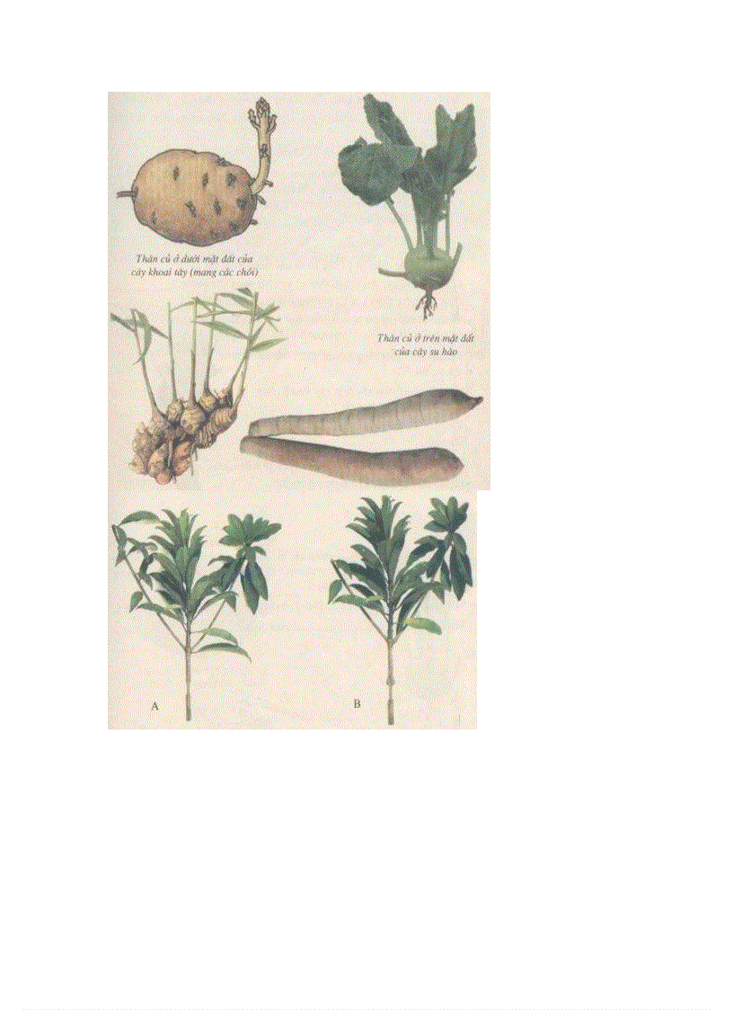 image for page Ảnh trong sinh học 6