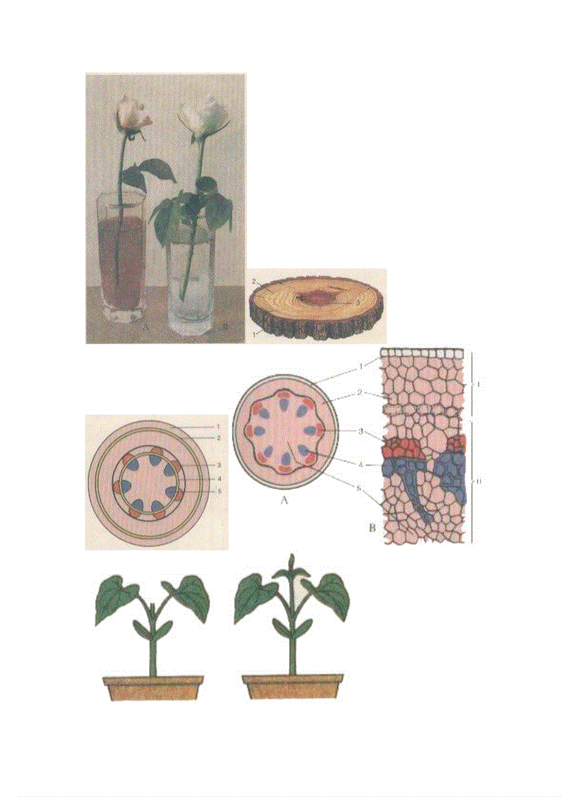 image for page Ảnh trong sinh học 6