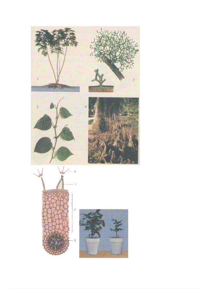 image for page Ảnh trong sinh học 6