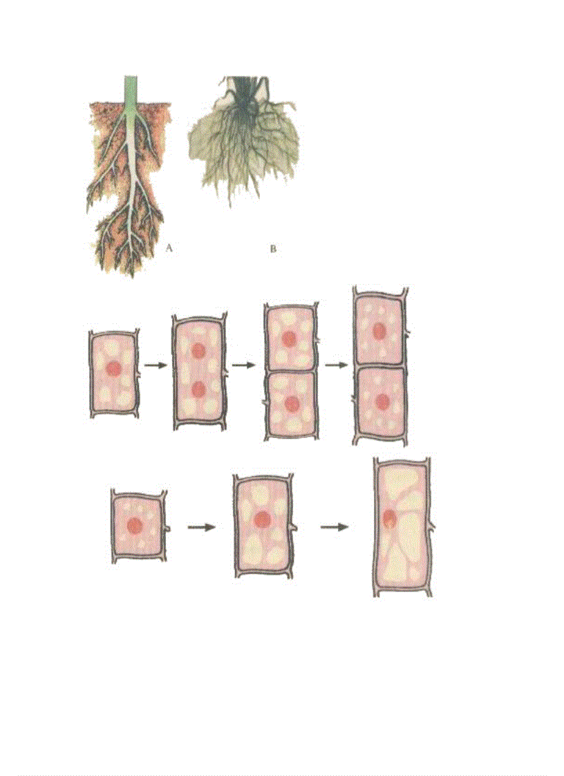 image for page Ảnh trong sinh học 6