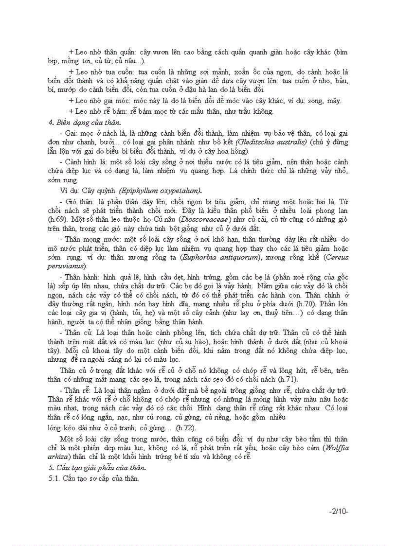 image for page Bài 4 cấu tạo của thân và chức năng của thân cây