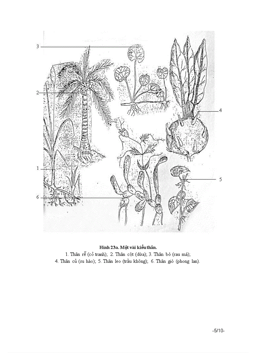 Bài 4 cấu tạo của thân và chức năng của thân cây