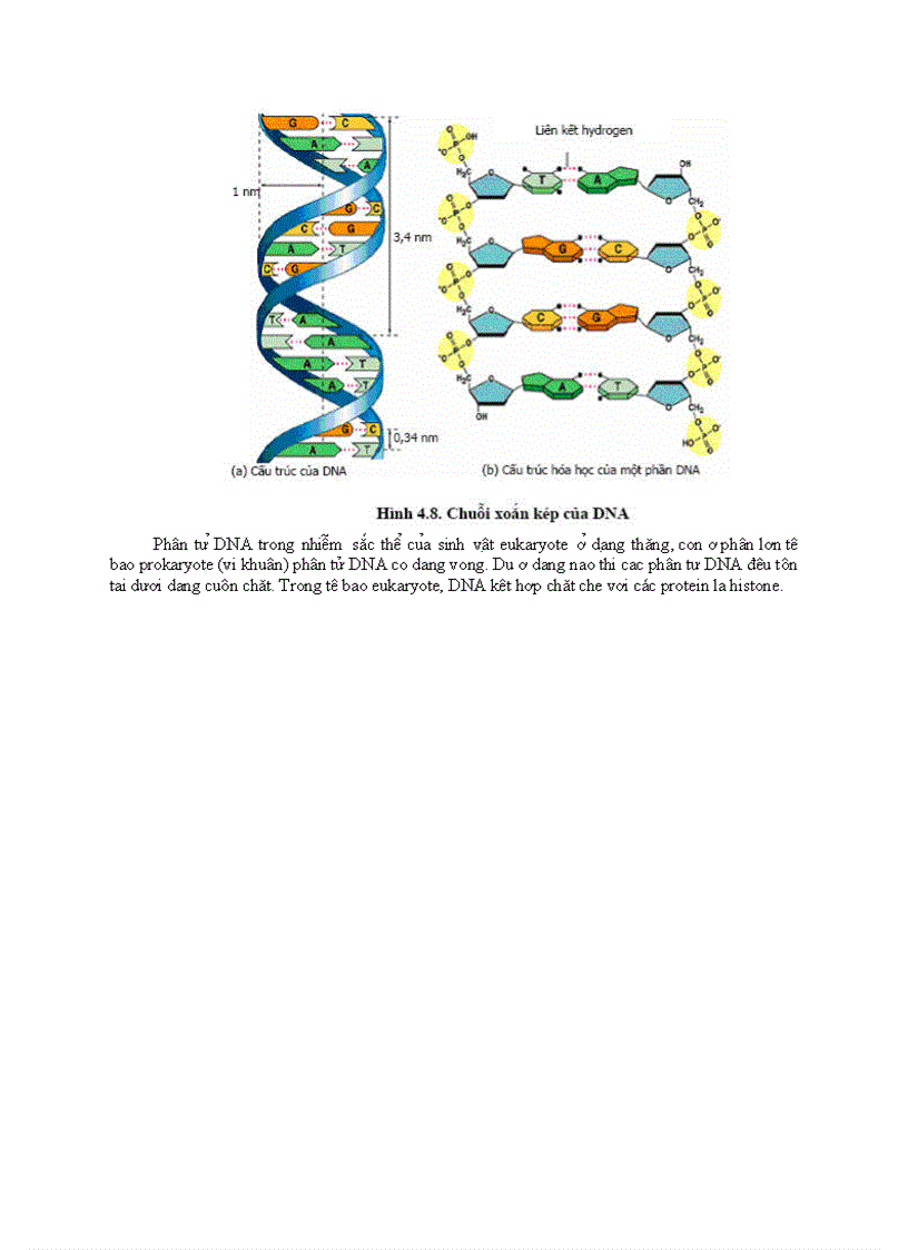 CHƯƠNG IV Nucleic acid