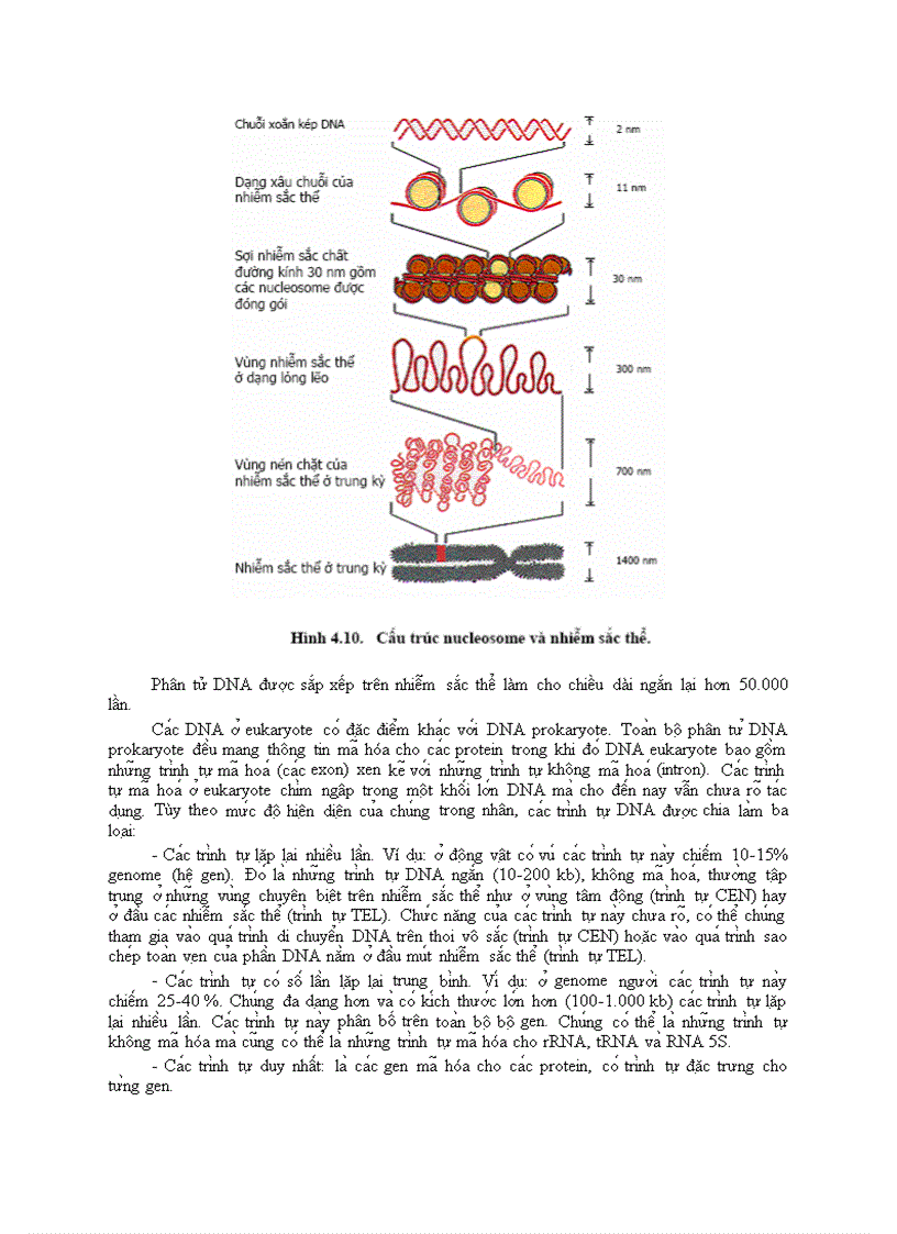 image for page CHƯƠNG IV Nucleic acid