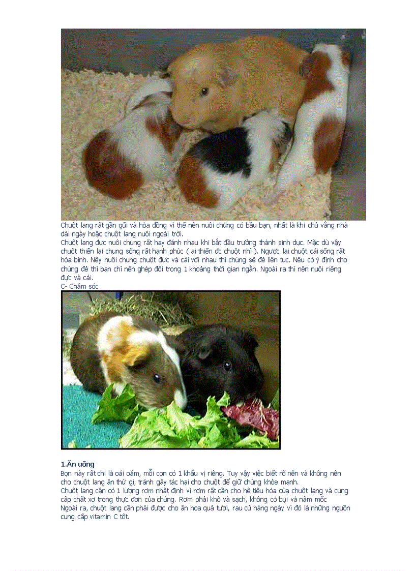 image for page Chuôt lang