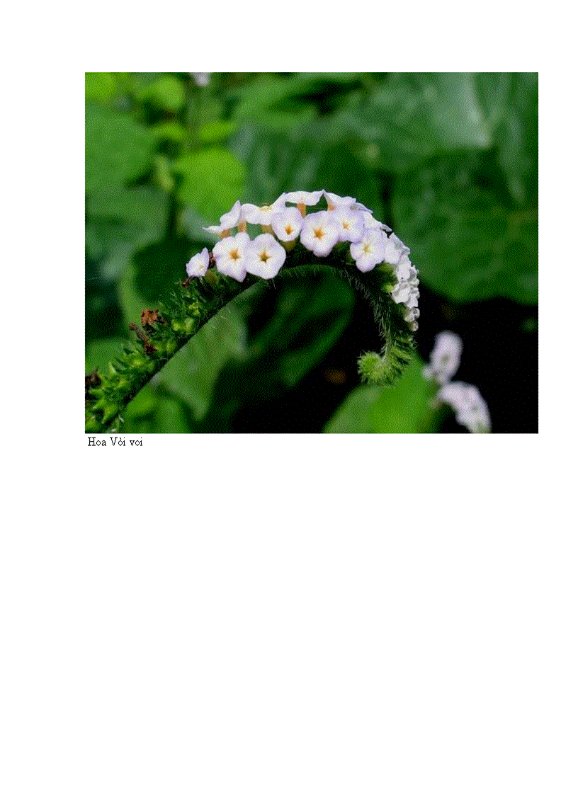 image for page Một số loài cây