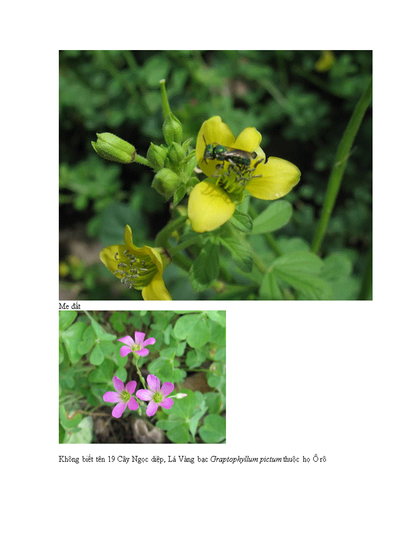 image for page Một số loài cây