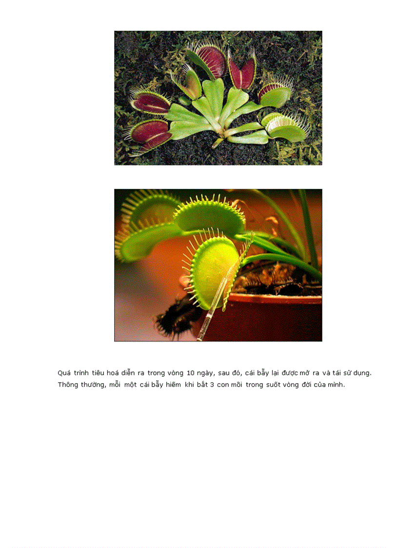 Một số loài thực vật ăn thịt