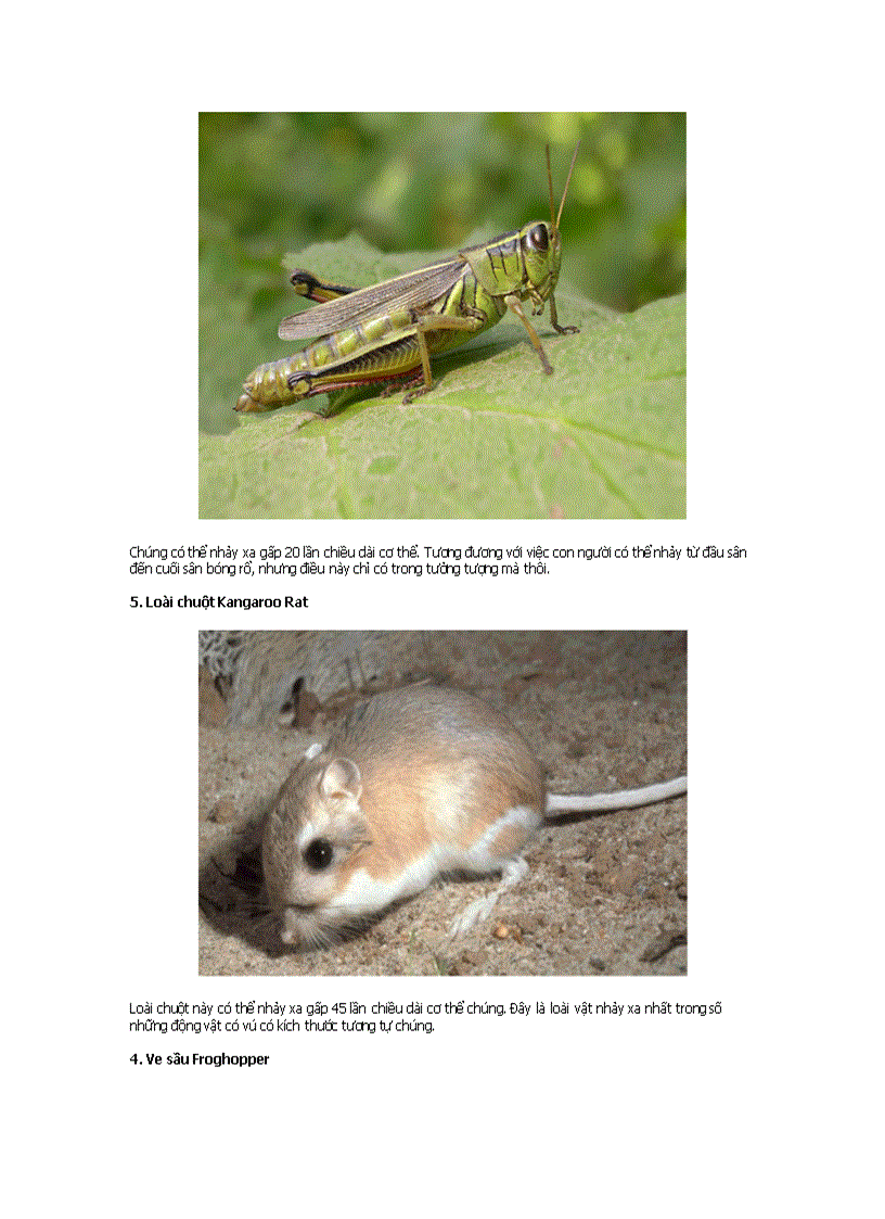 image for page 10 loài vật nhảy xuất sắc nhết thề giới