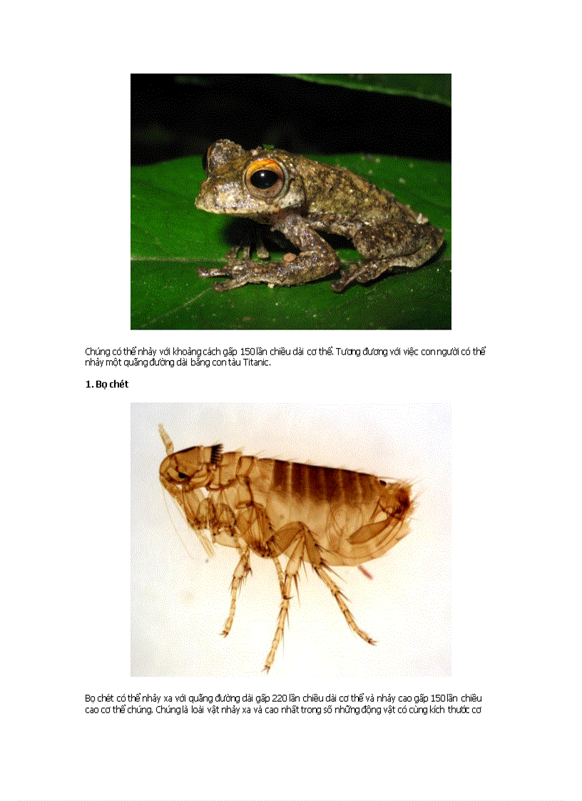 image for page 10 loài vật nhảy xuất sắc nhết thề giới