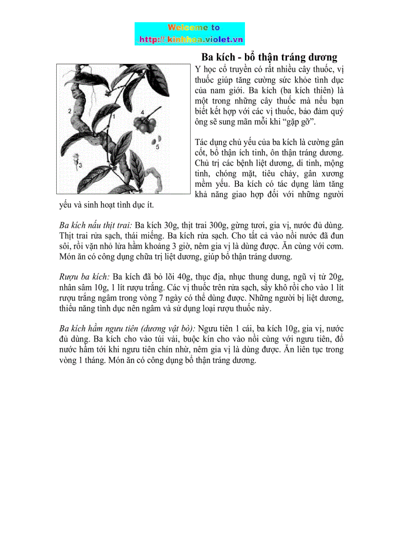 image for page Ba kích Bổ thận