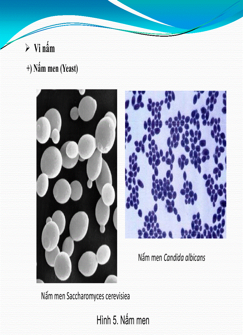 image for page Bài giảng Vi sinh học