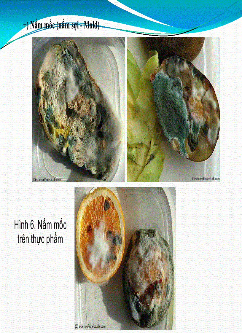 image for page Bài giảng Vi sinh học