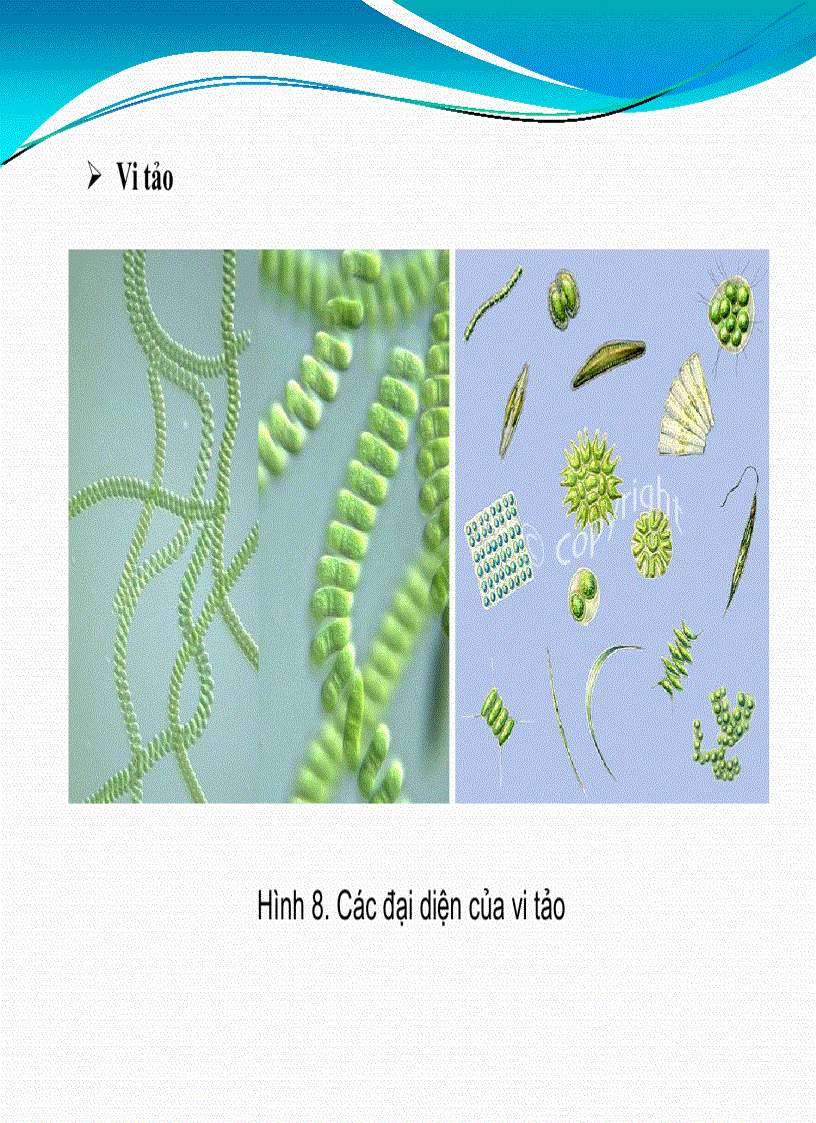 image for page Bài giảng Vi sinh học