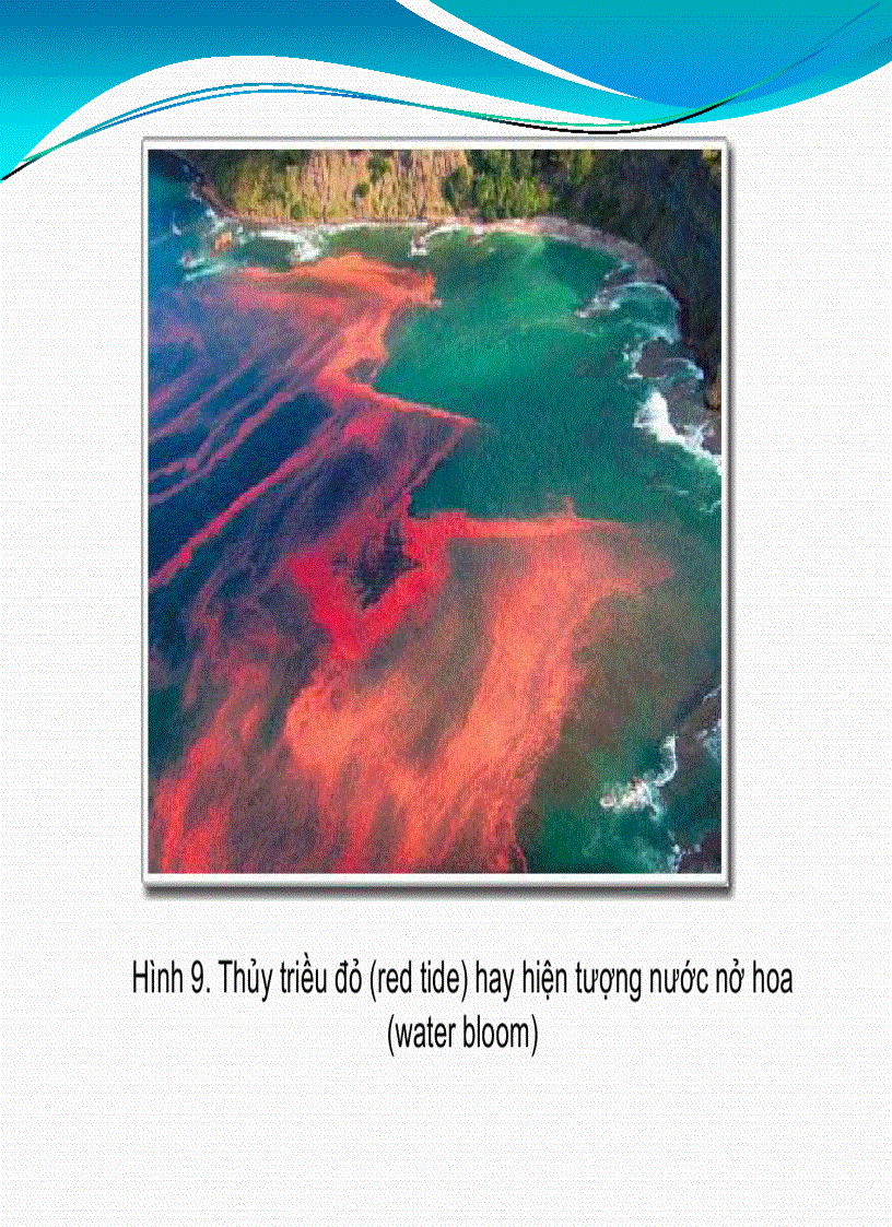 image for page Bài giảng Vi sinh học