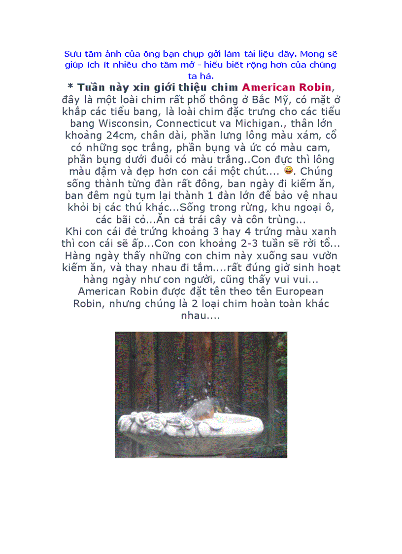 image for page Chim american robin