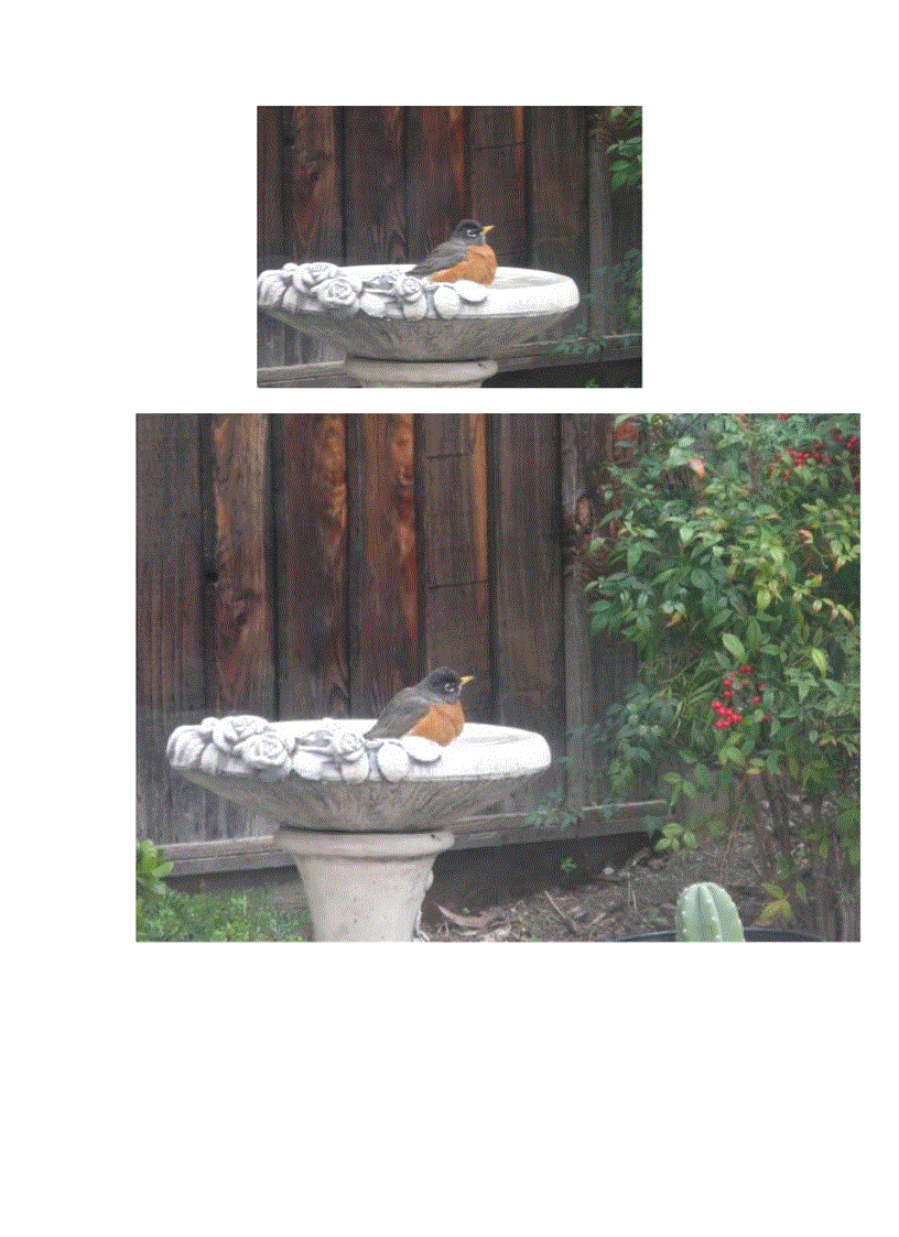 image for page Chim american robin