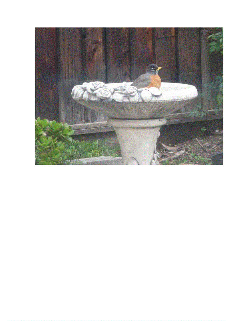 image for page Chim american robin