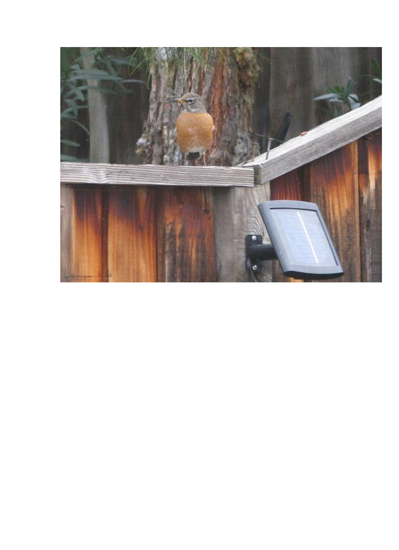 image for page Chim american robin