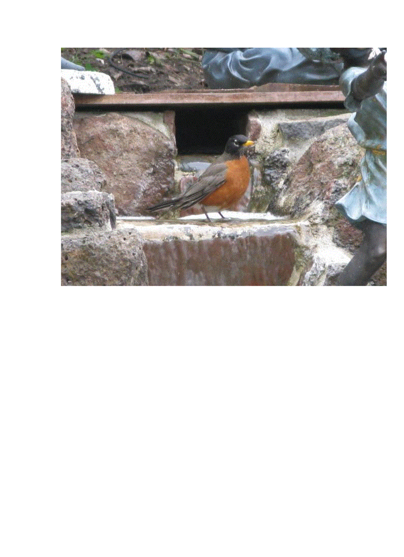 image for page Chim american robin