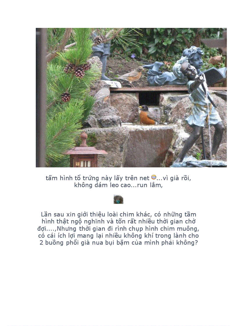 image for page Chim american robin