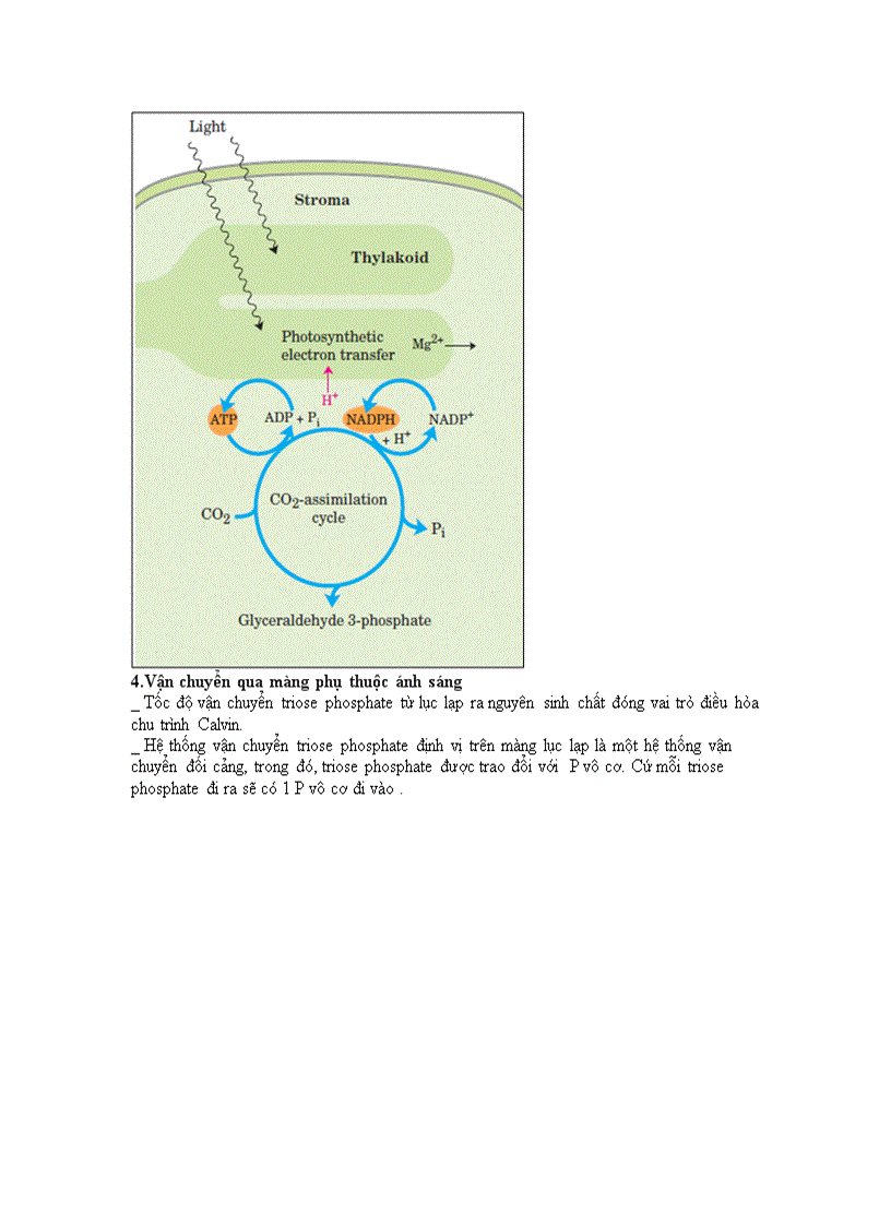 image for page Chu trinh calvin