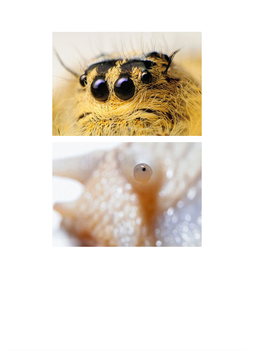 image for page Cửa sổ tâm hồn trong thế giới động vật