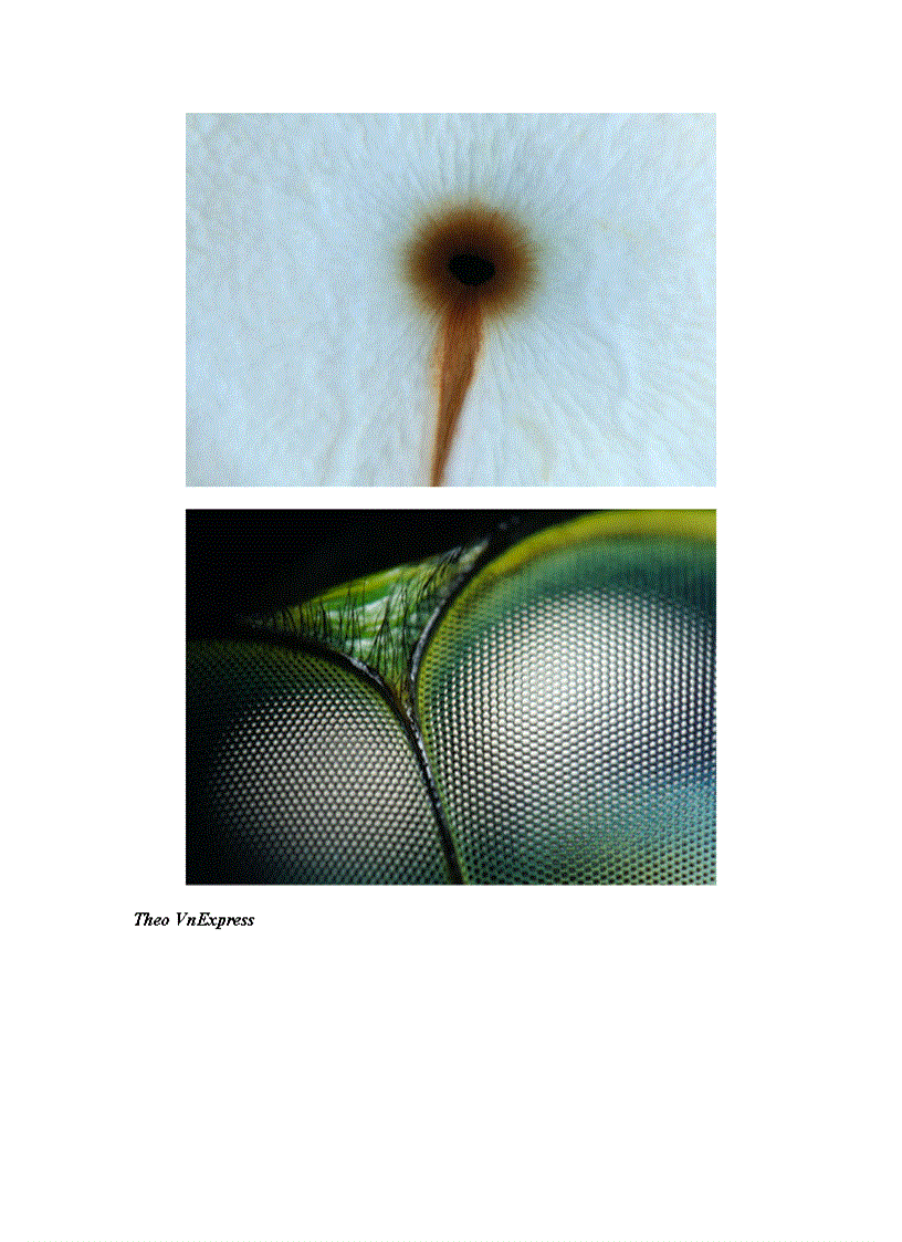 image for page Cửa sổ tâm hồn trong thế giới động vật