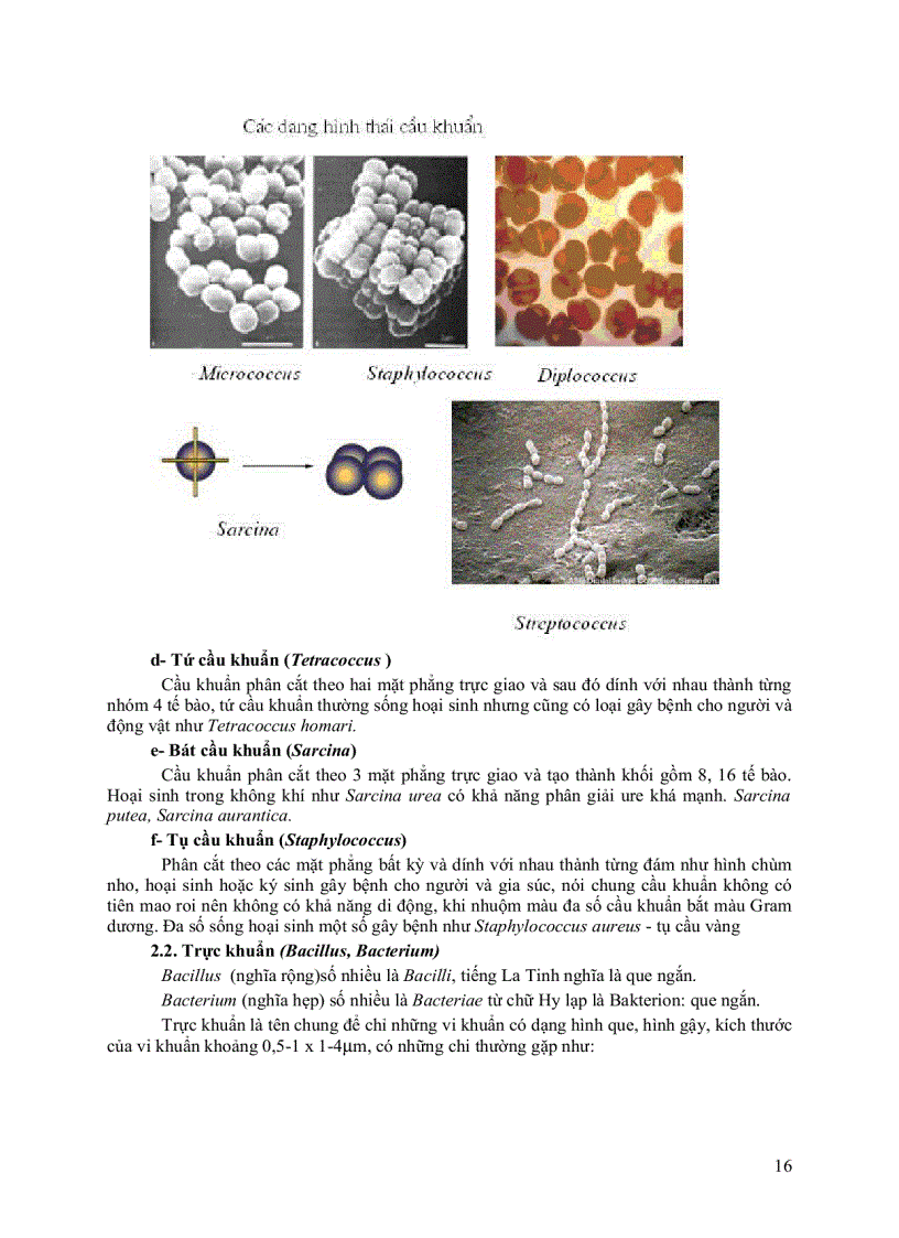 image for page Giáo trình vi sinh vật đại cương