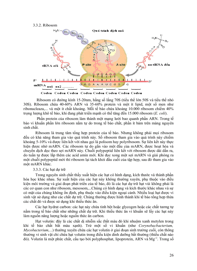 image for page Giáo trình vi sinh vật đại cương