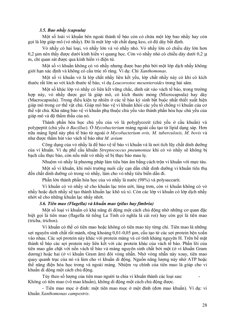 image for page Giáo trình vi sinh vật đại cương