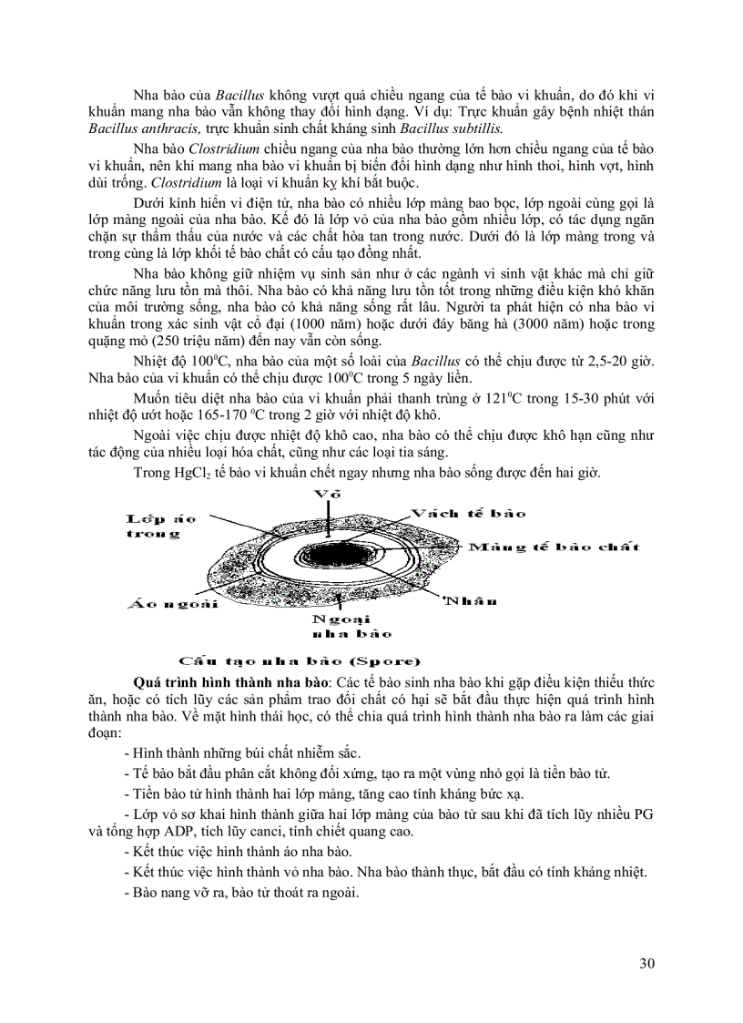 image for page Giáo trình vi sinh vật đại cương