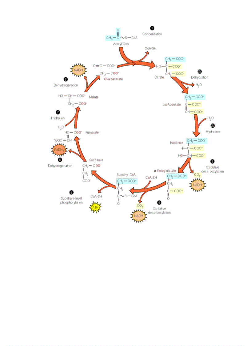 image for page Ho hap thuc vat