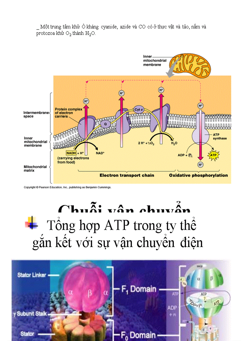 image for page Ho hap thuc vat