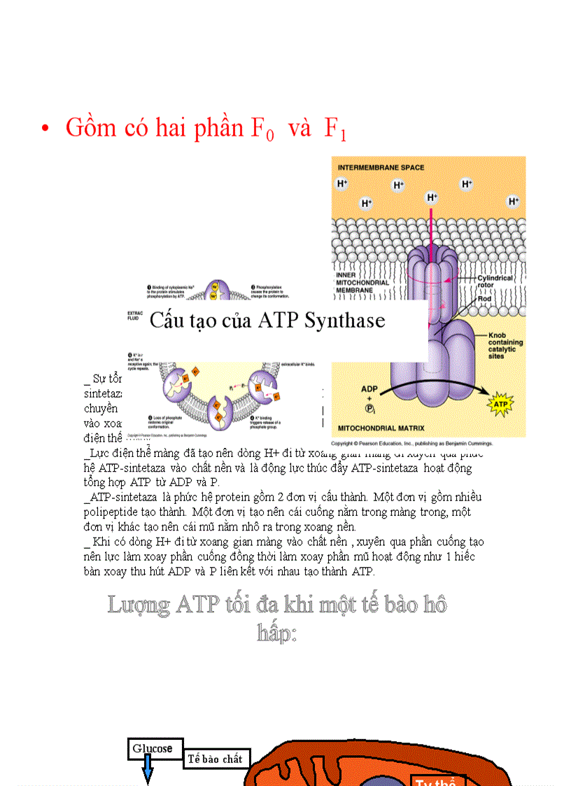 image for page Ho hap thuc vat