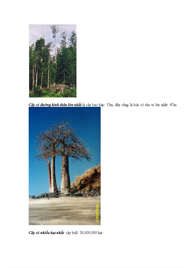 image for page Kỷ lục của cây cối