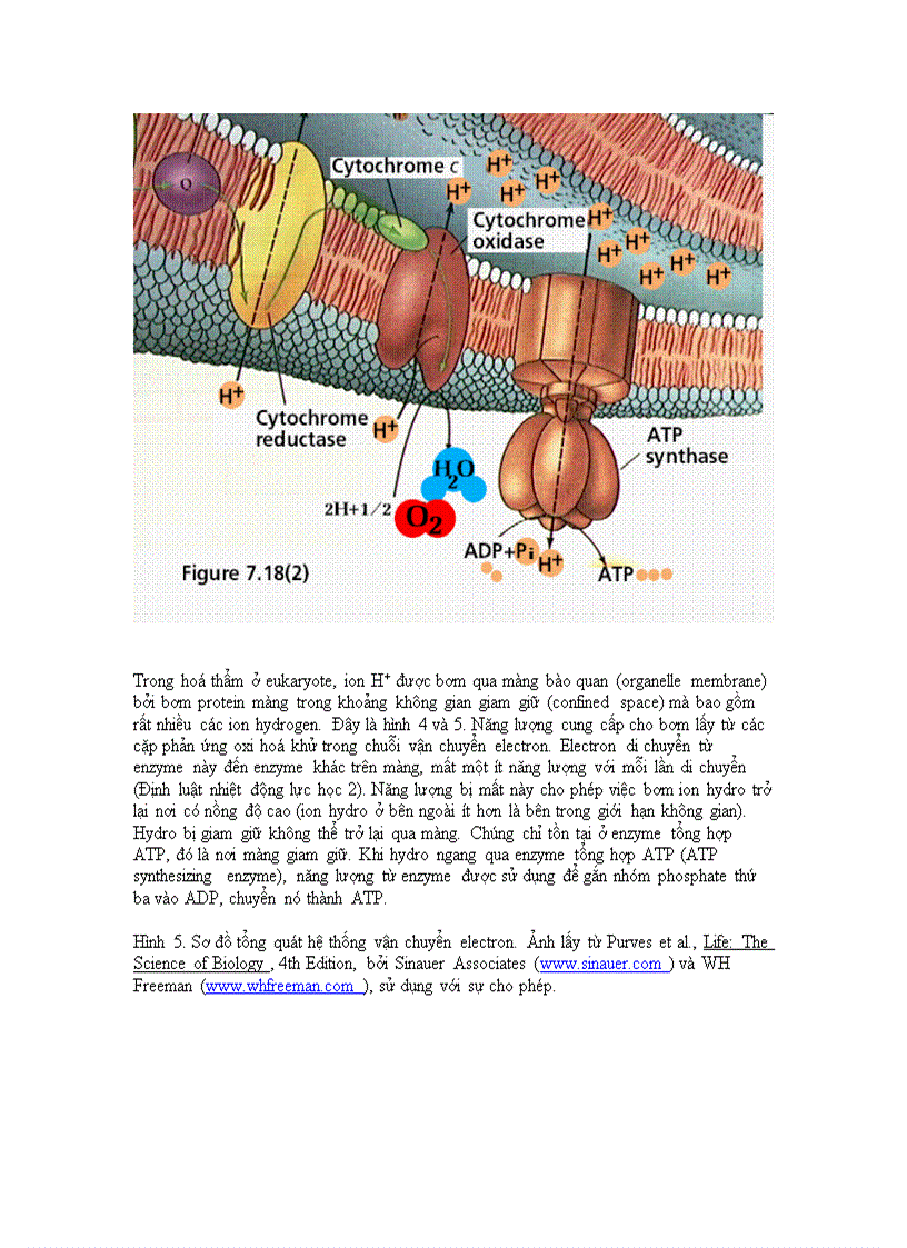 image for page Nang luong sinh hoc