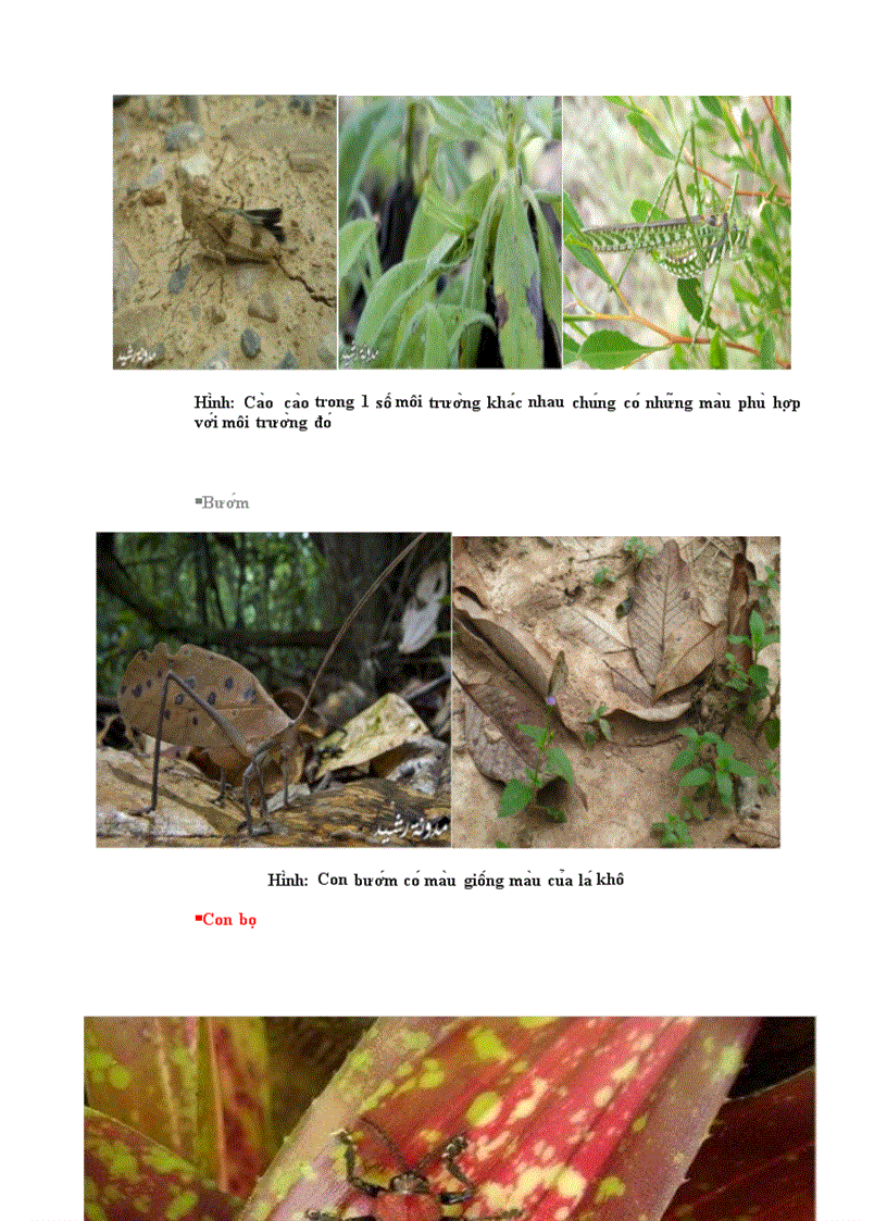 image for page Nguy trang