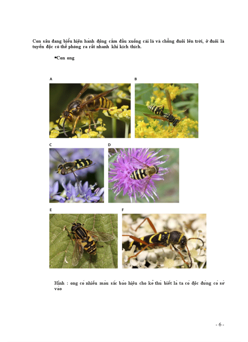 image for page Nguy trang