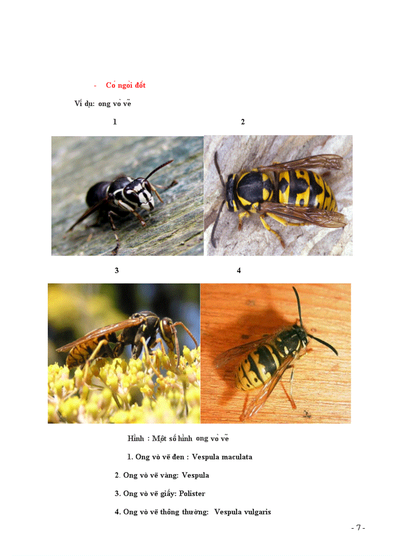 image for page Nguy trang