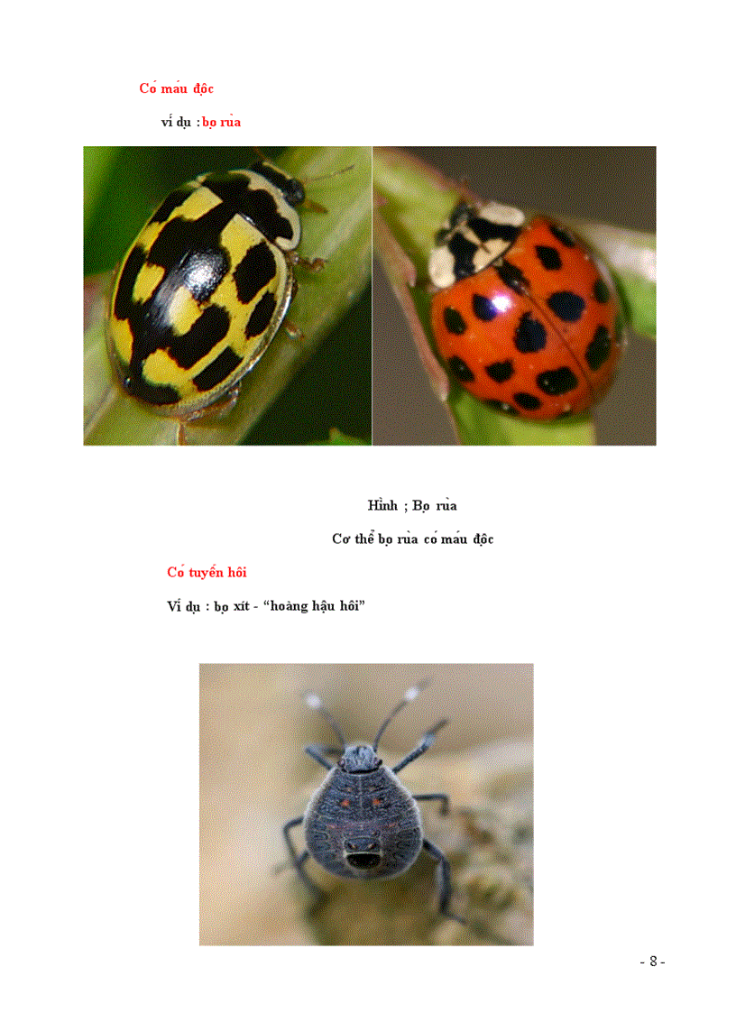 image for page Nguy trang