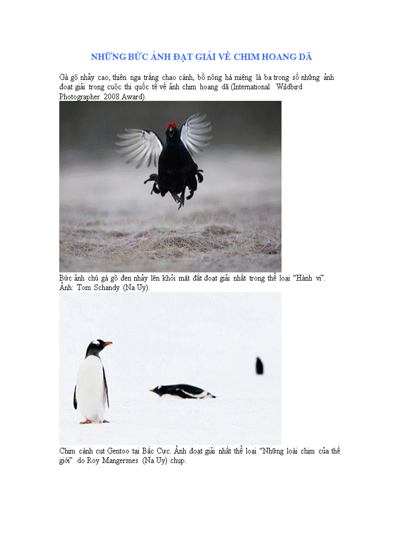 image for page Những bức ảnh đạt giải về chim hoang dã