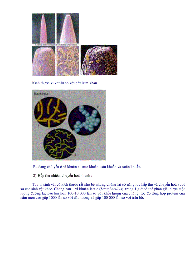 image for page Nhung dac diem chung cua vi sinh vat rat hay pdf