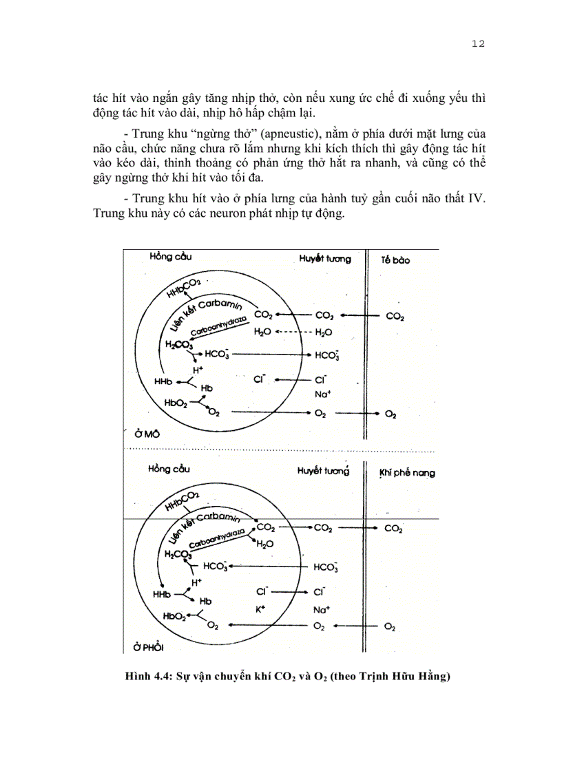 image for page Sinh lí hô hấp